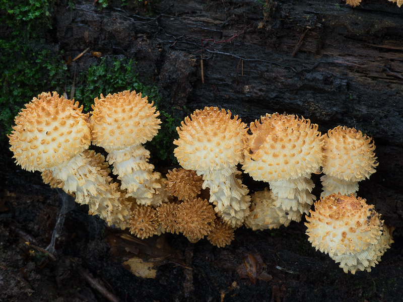 Pholiota squarrosoides